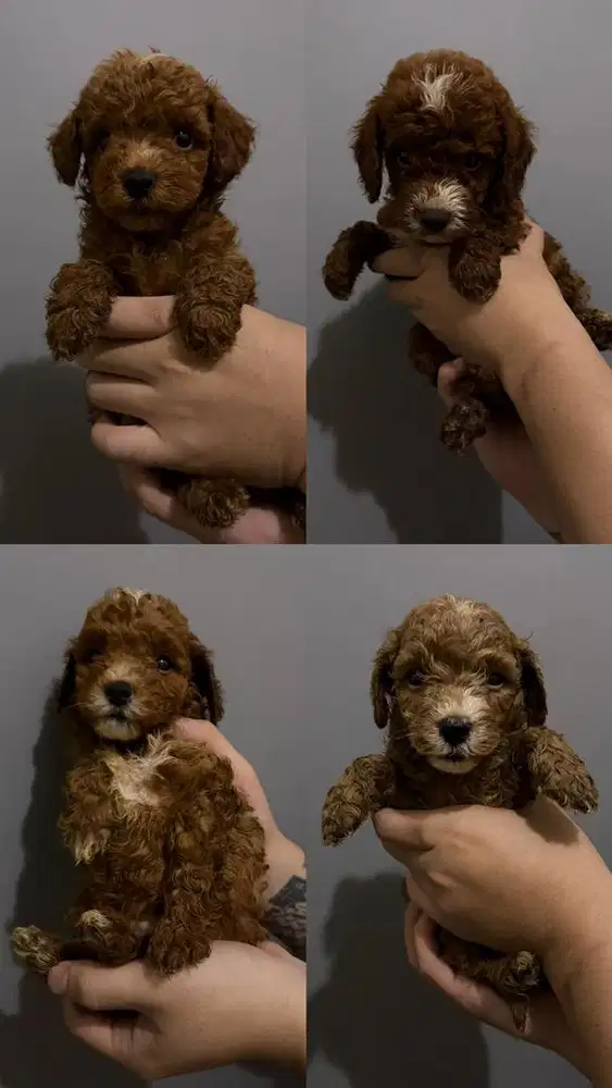 Maltipoo Jantan