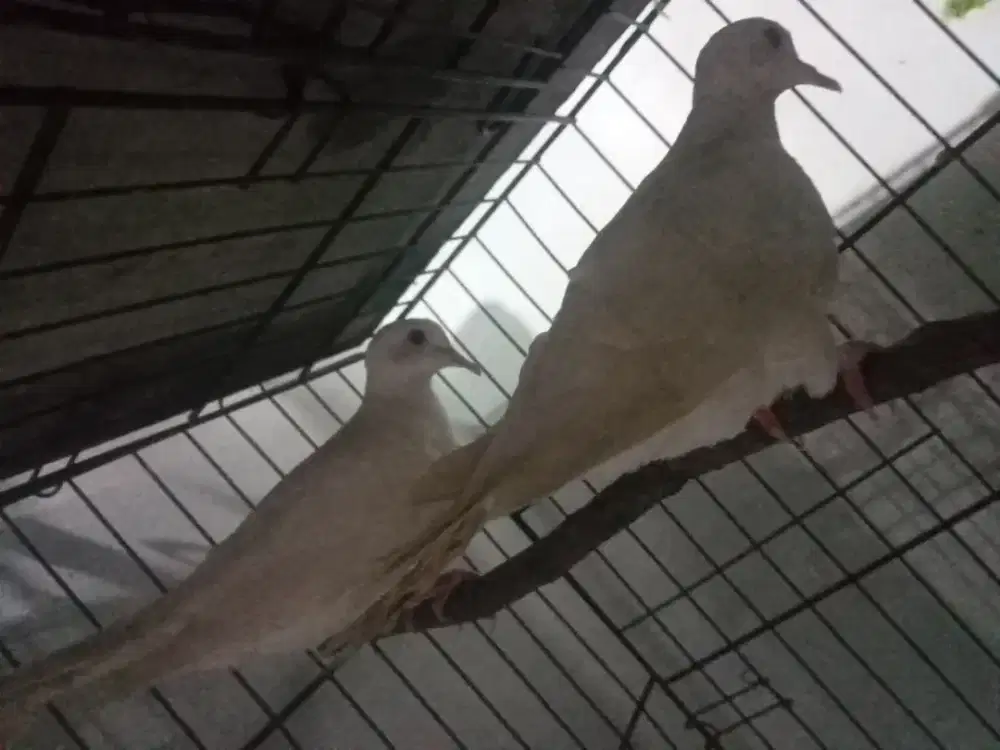 Puter albino mata merah1pasang