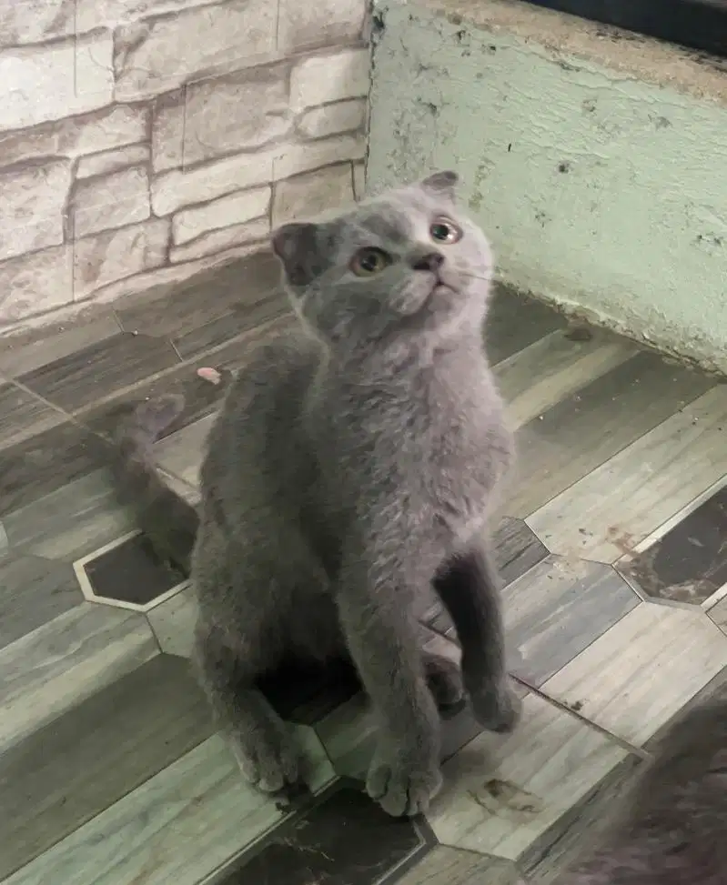 BRITISH SHORTHAIR (BSh) X SCOTTISH FOLD (SF)