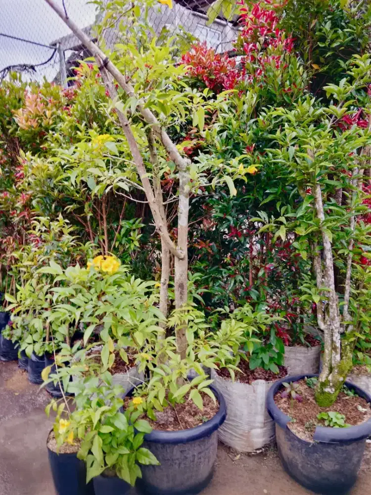 Jual Tanaman Jakarta