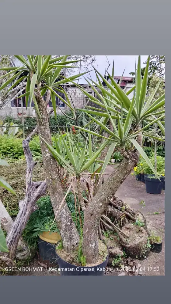 jual tanaman cianjur