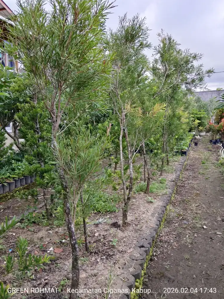 Jual Tanaman Harga Proyek