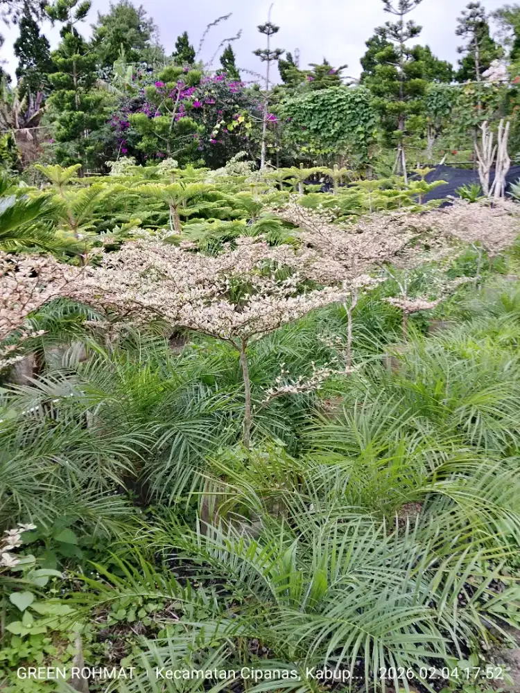 Jual Tanaman Harga Proyek