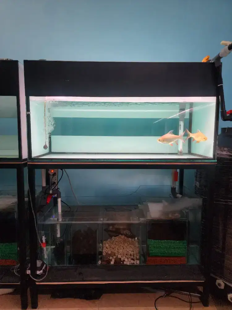 Aquarium bekas arwana fullset