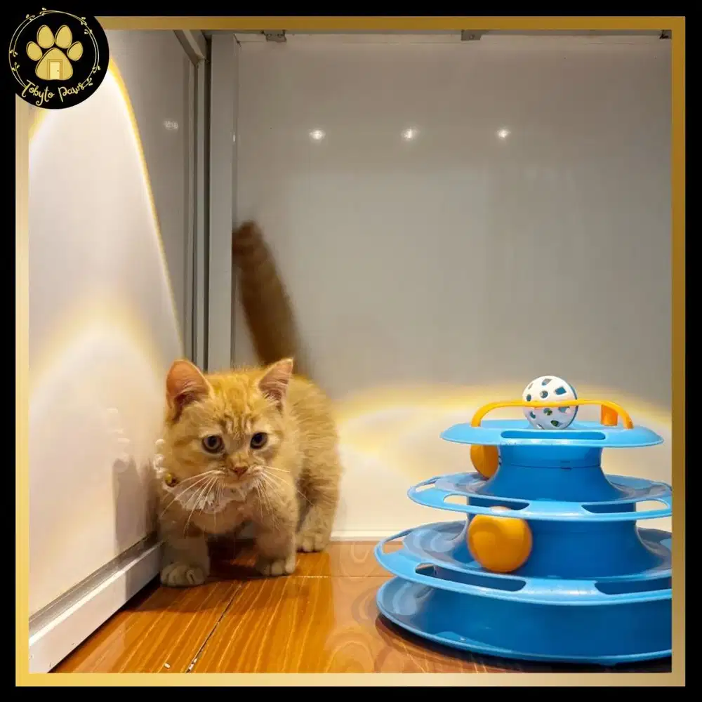 OPEN BOOKING KUCING KITTEN MUNCHKIN BSH CEBOL JANTAN