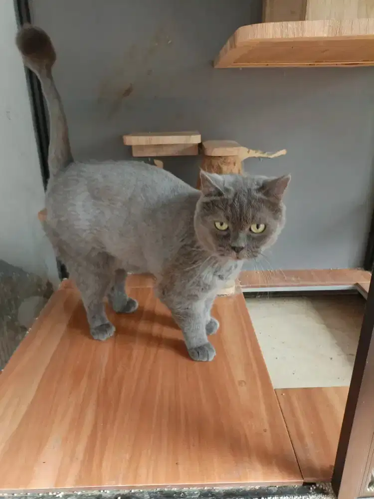 Kucing Persia Jantan