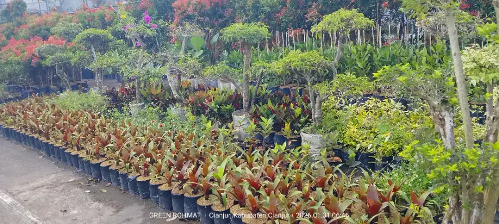 Jual Tanaman HARGA PROYEK