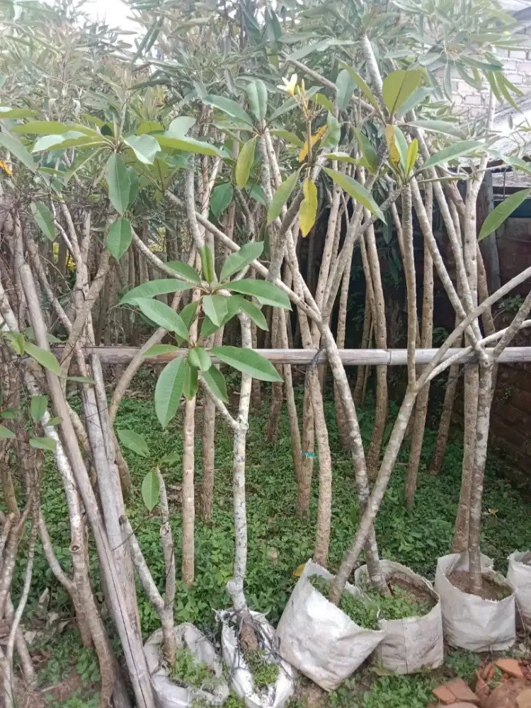 Jual Tanaman Harga Proyek