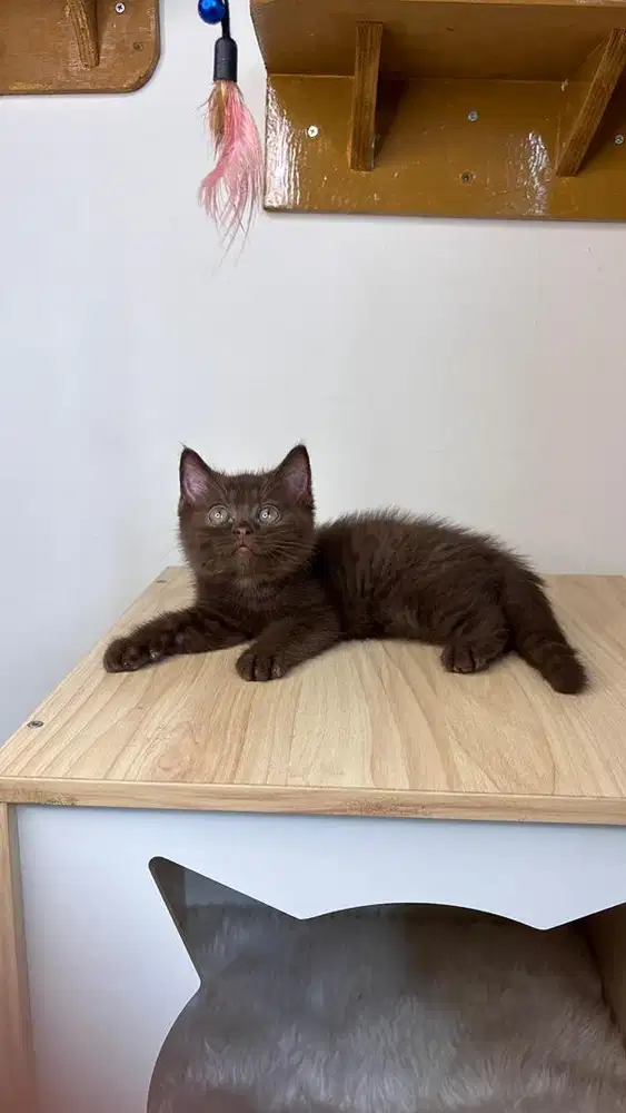 British shorthair Cinamon