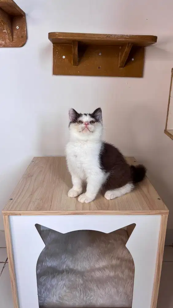 British shorthair Cinamon bicolour