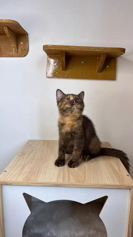 British shorthair cimanon torti