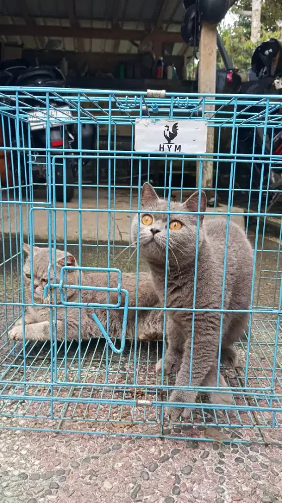 Sepasang kucing BSH
