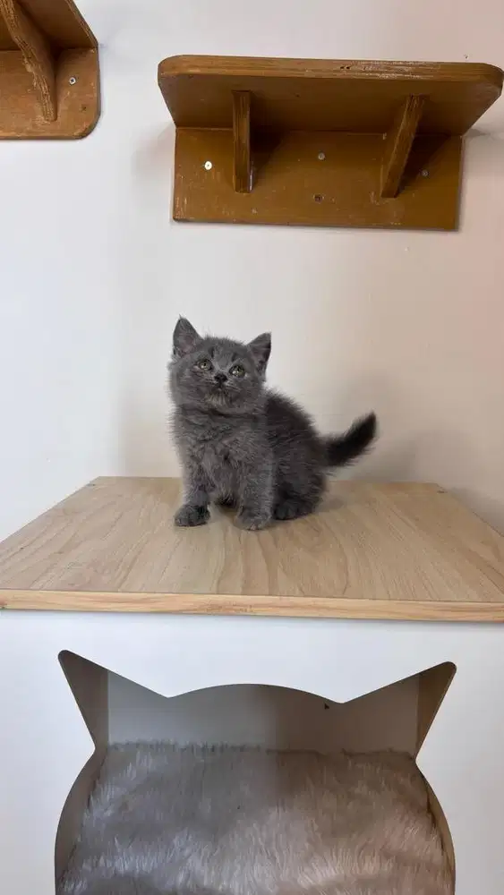 British shorthair blue solid