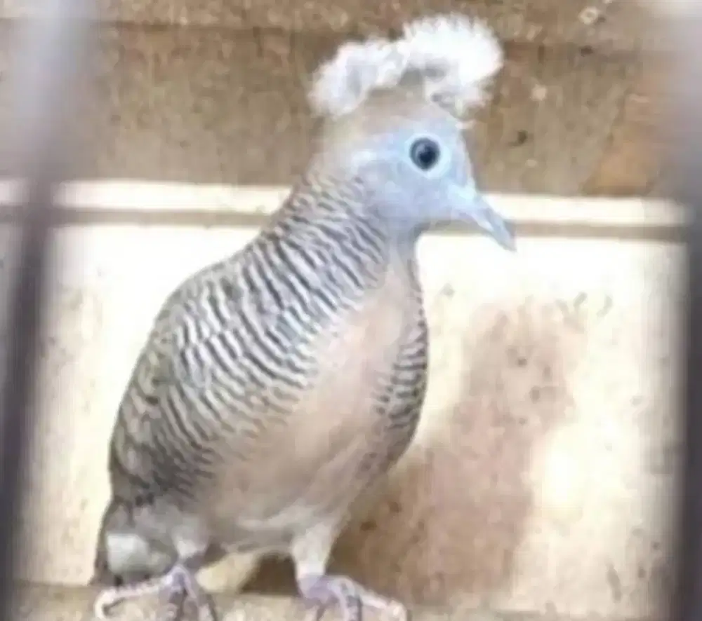 Burung perkutut songgo ratu jantan