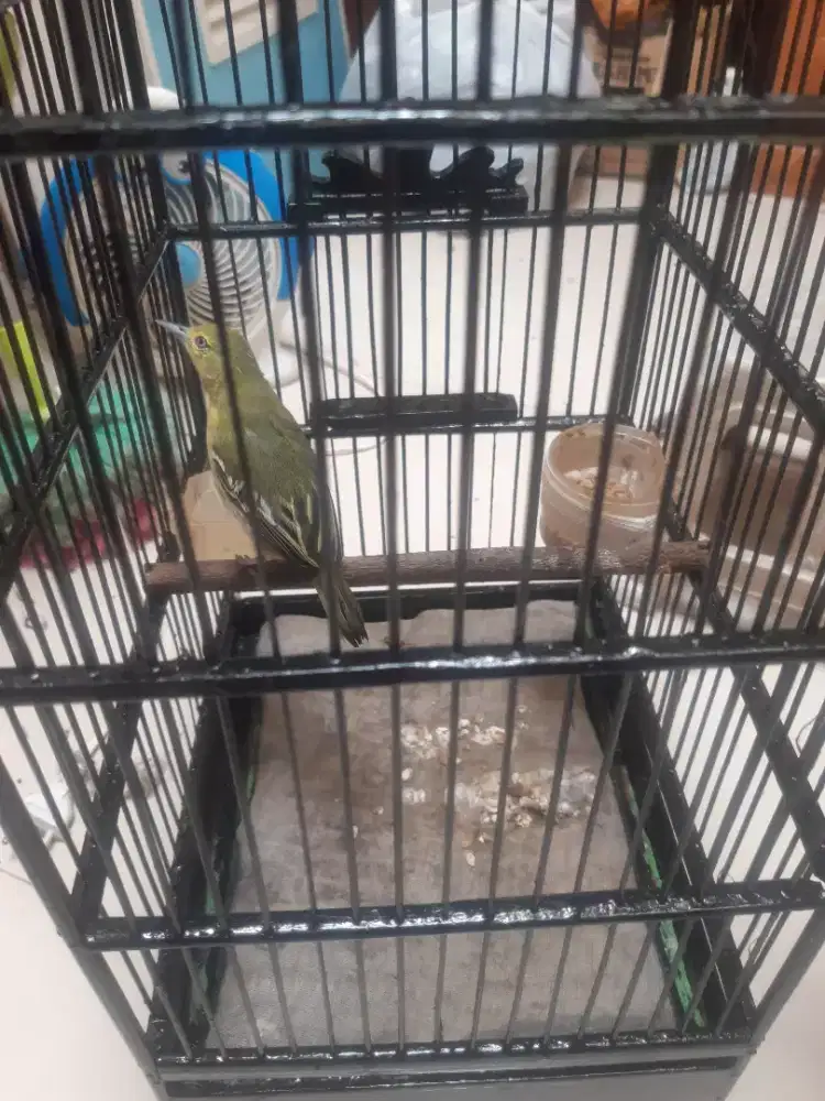 Jual burung situ atuw cipew gacor ketrekan