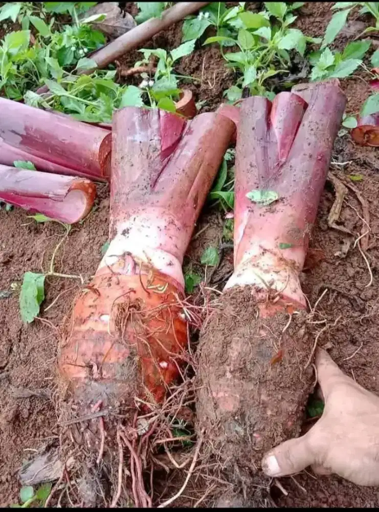 Talas bogor asli dari bogor