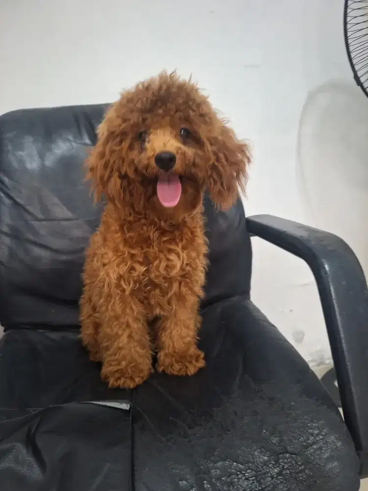 Open adopt poodle ganti pakan