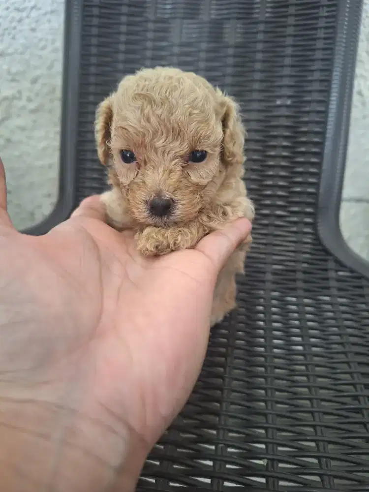 Dijual anakan poodle