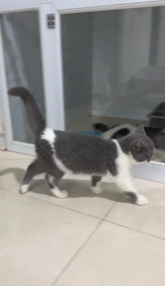 Kucing British Shorthair