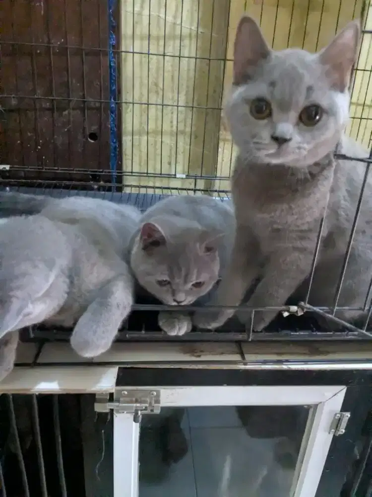 KITTEN BSH 5BULAN ALL BETINA