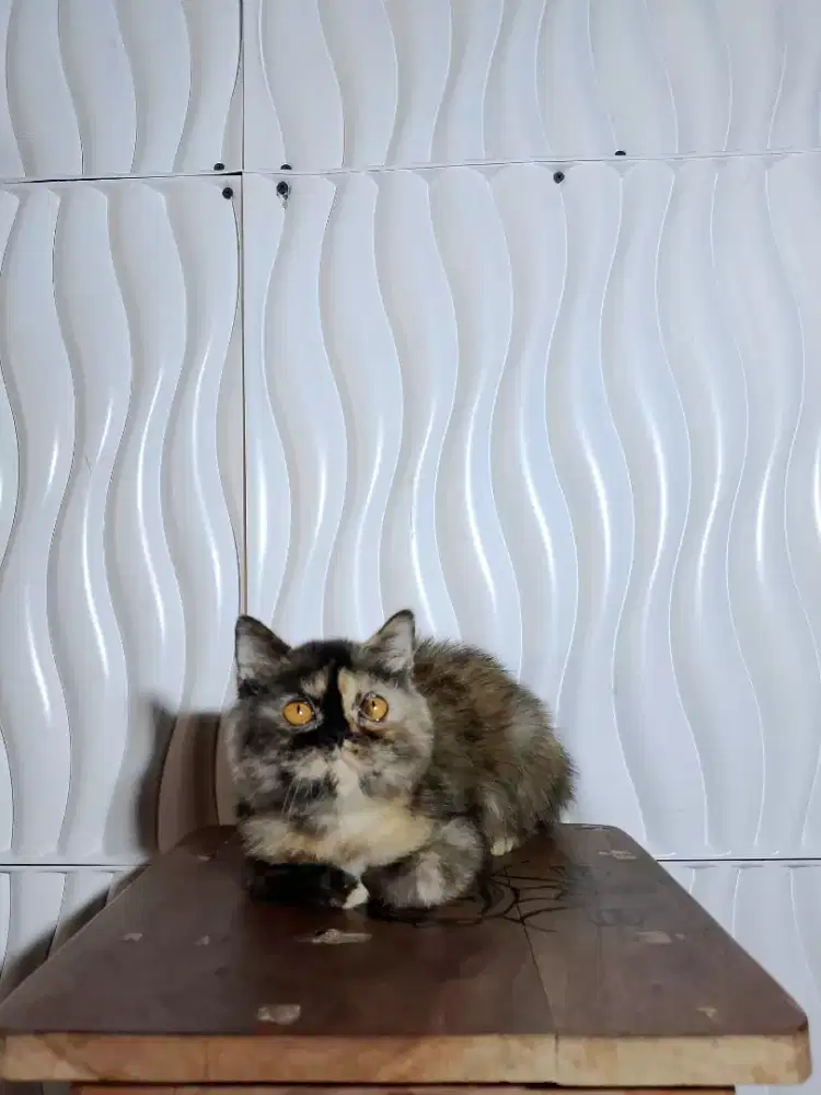 Kitten BSH Torti Female