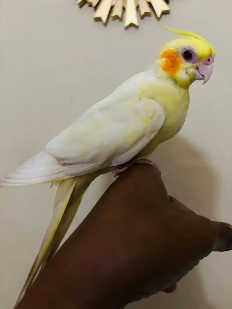 Falk Lutino Mata Merah Jinak