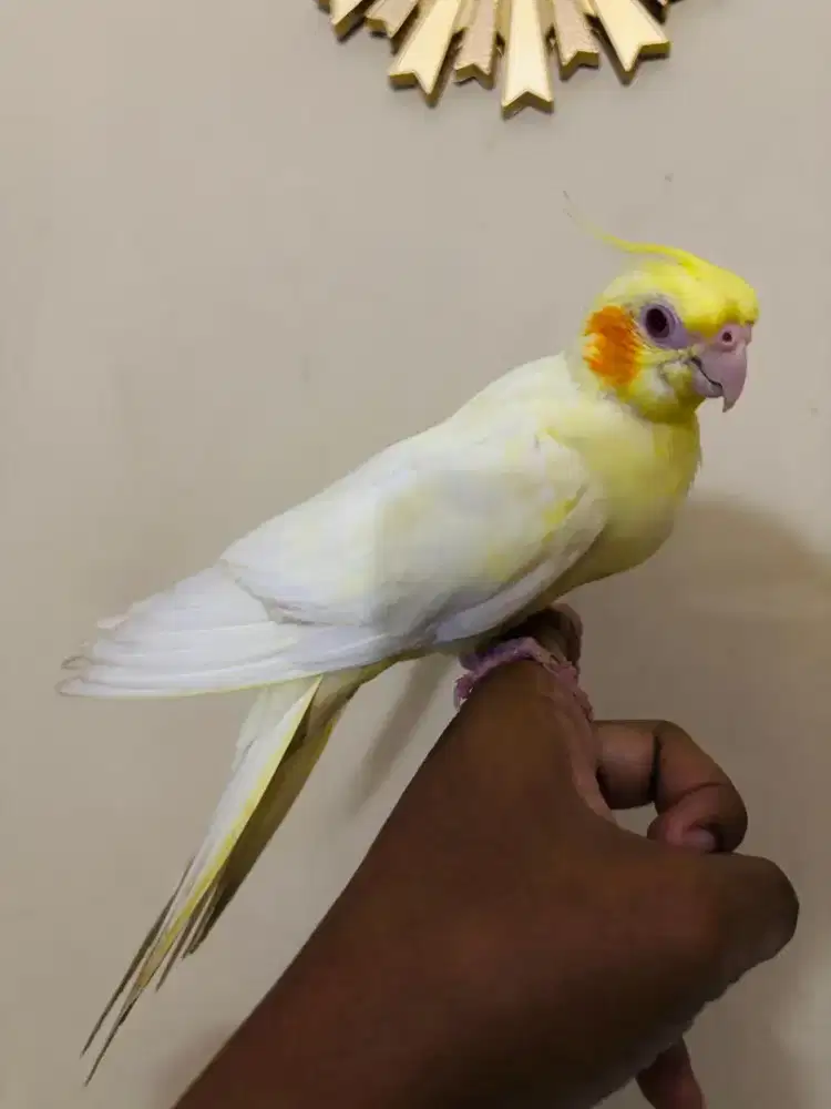 Parkit Australia Lutino Mata Merah Jinak