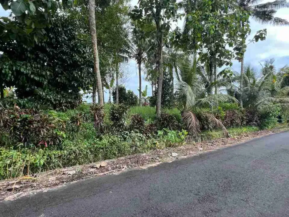 jual tanah murah lokasi kerambitan