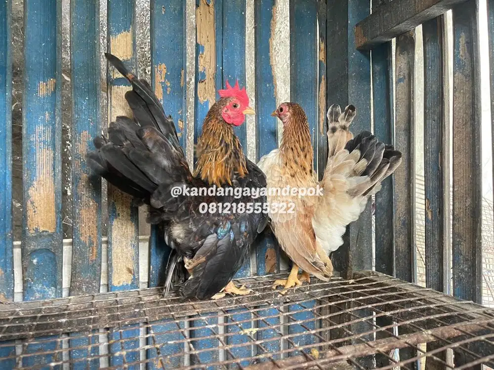 Ayam serama sepasang