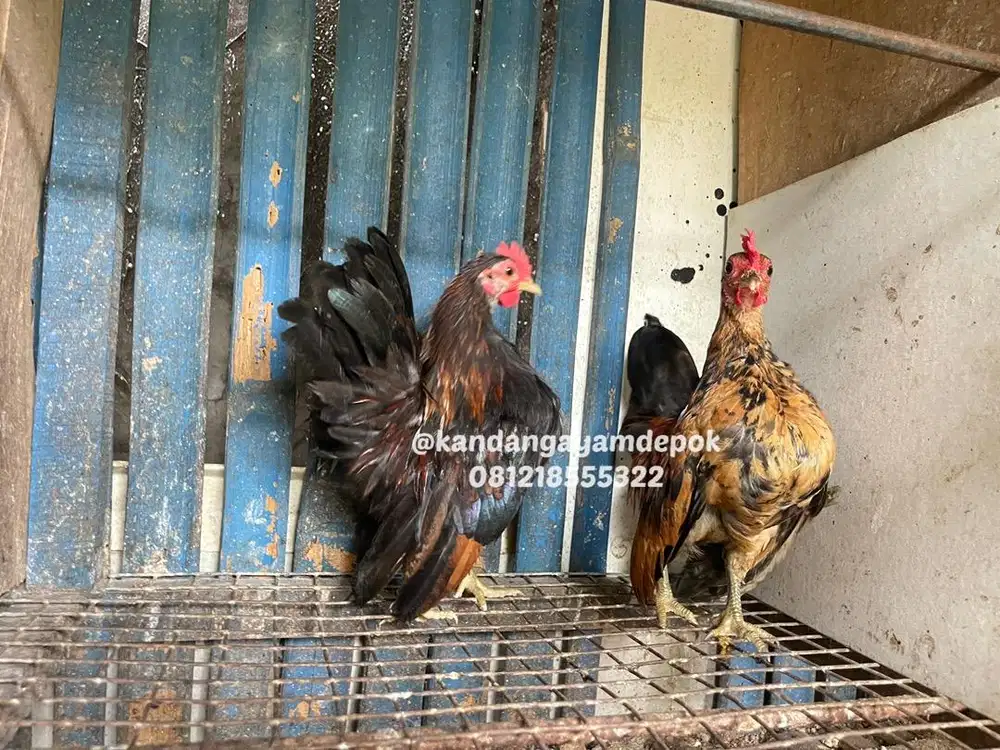 Ayam serama jantan