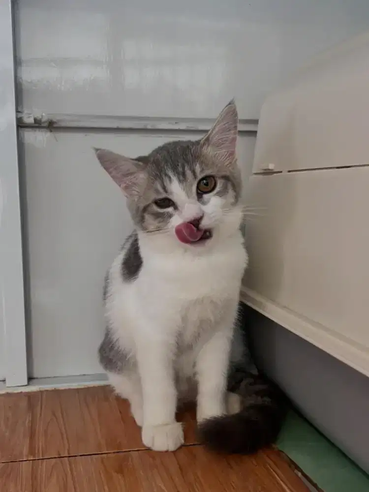 Kucing Scottish, British Shorthair, Munchkin, Persia