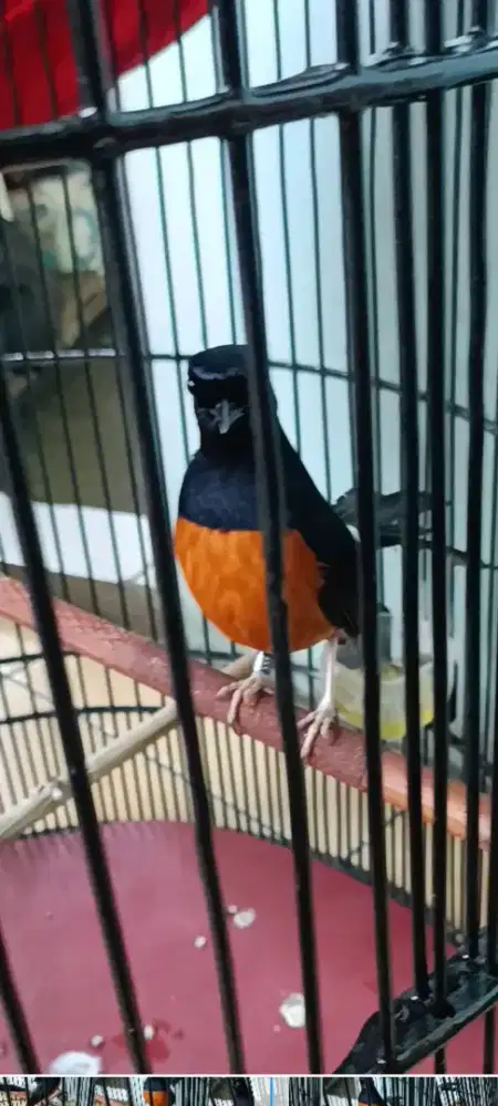 Di jual murai peretasi ekor 22 gacor