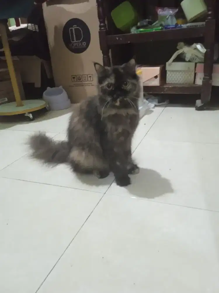 kucing persia medium betina