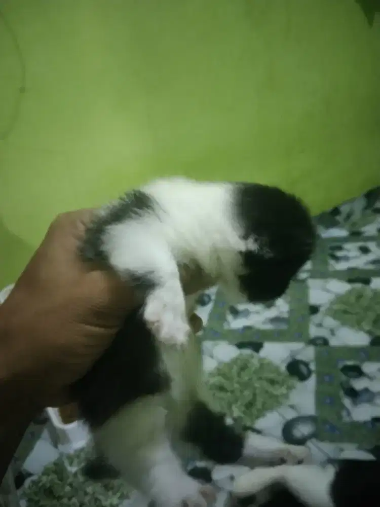 Munchkin atau kaki cebol betina usia 3 Minggu