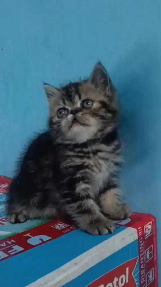 Ready kitten exotic betina