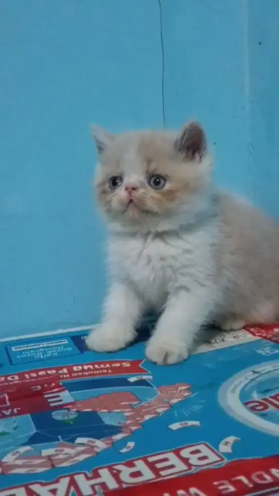 Ready kitten exotic Jantan