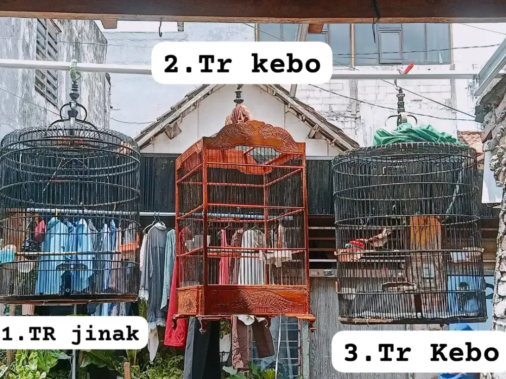 Burung trucukan kebo