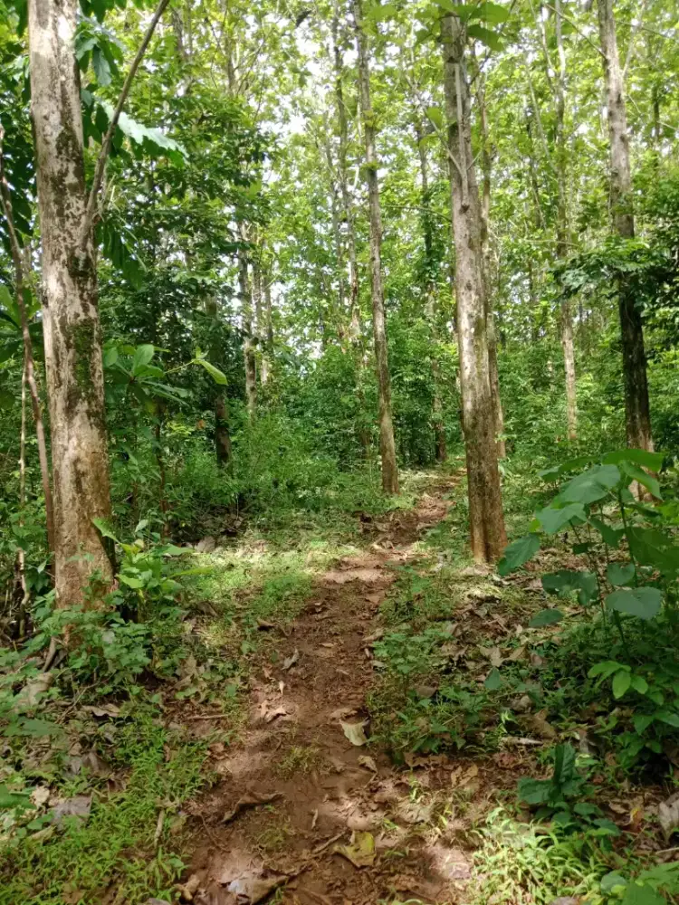 Dijual Tanah di Desa purwasedar, Kab sukabumi