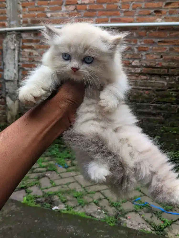 kucing ragdol 2.5bulan