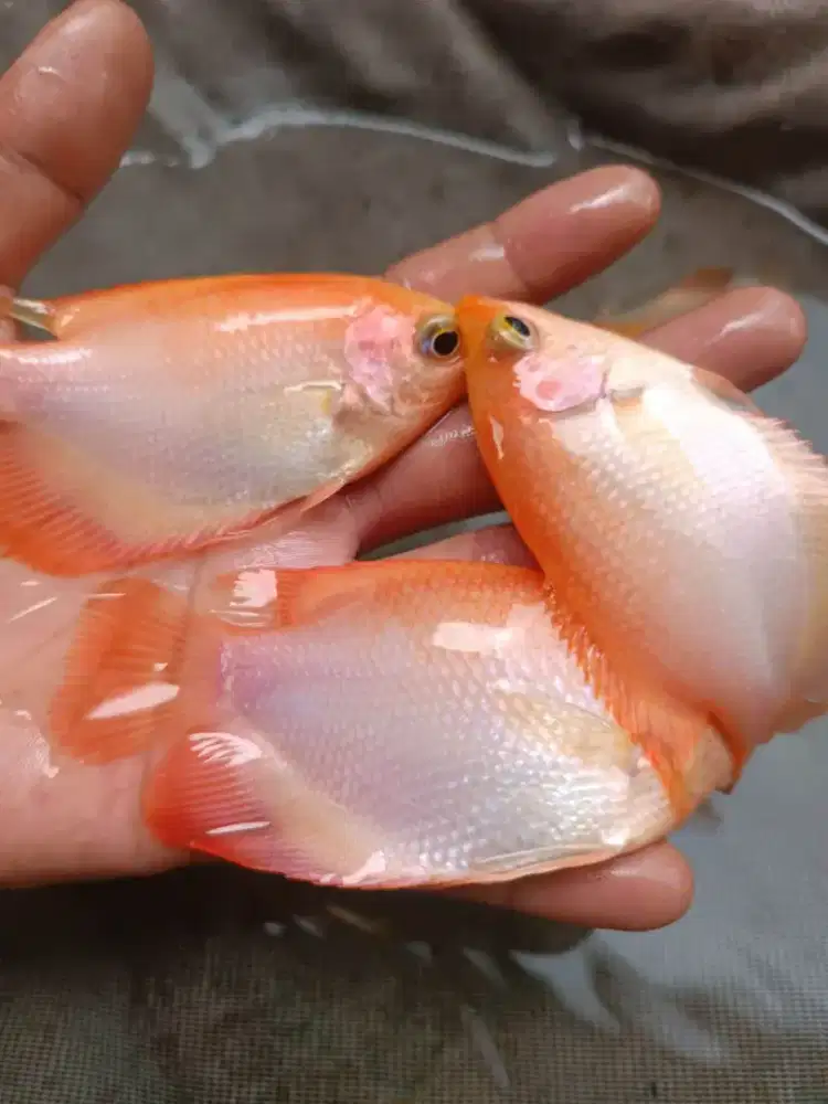 Gurame padang dan gurame soang