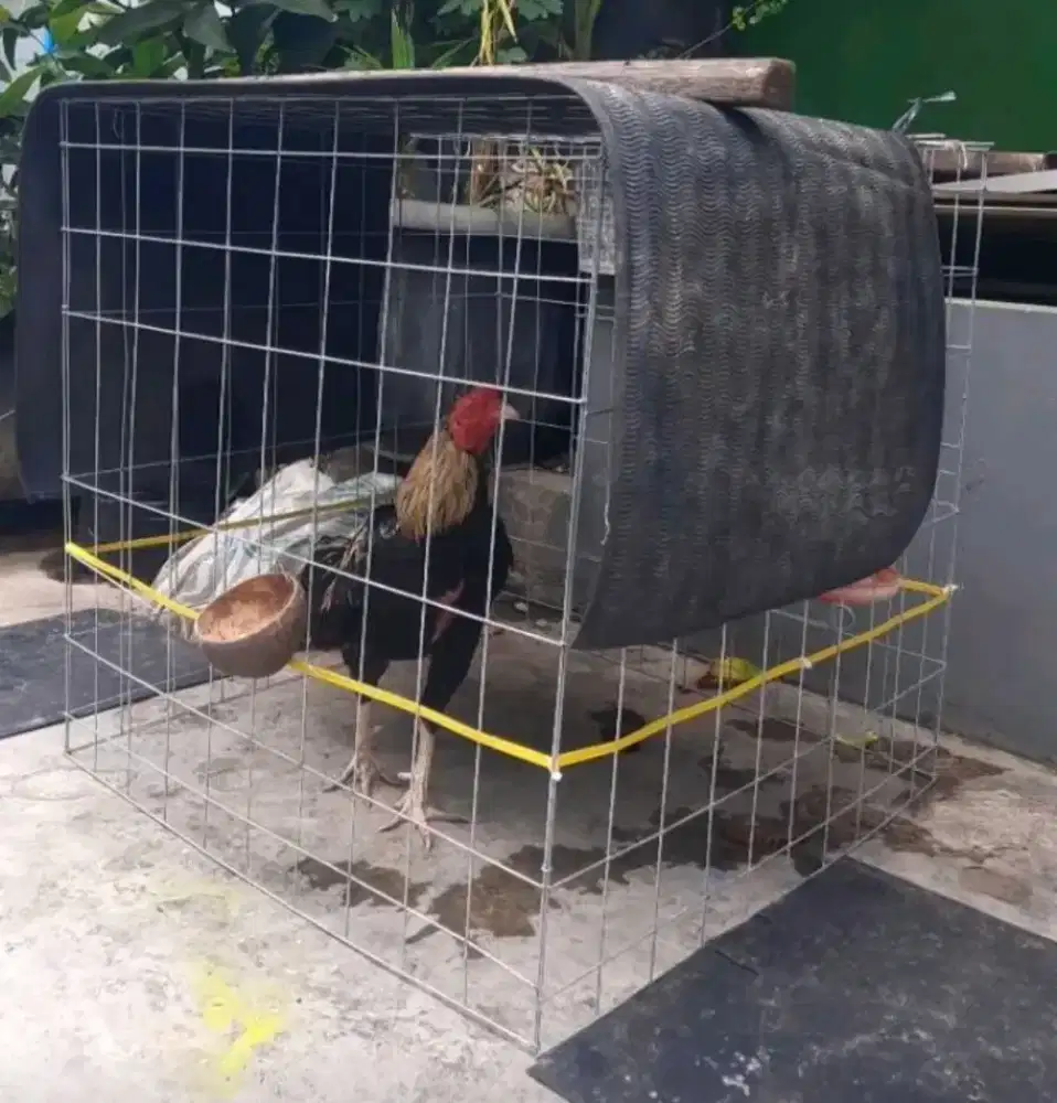 Kandang umbar atau songkok ayam galvanis