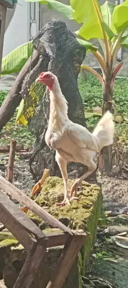 Ayam babon putih tembus