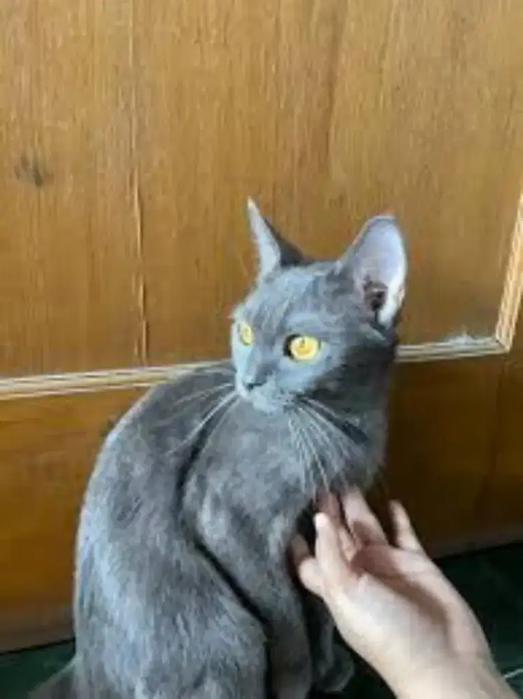 Kucing betina abu solid