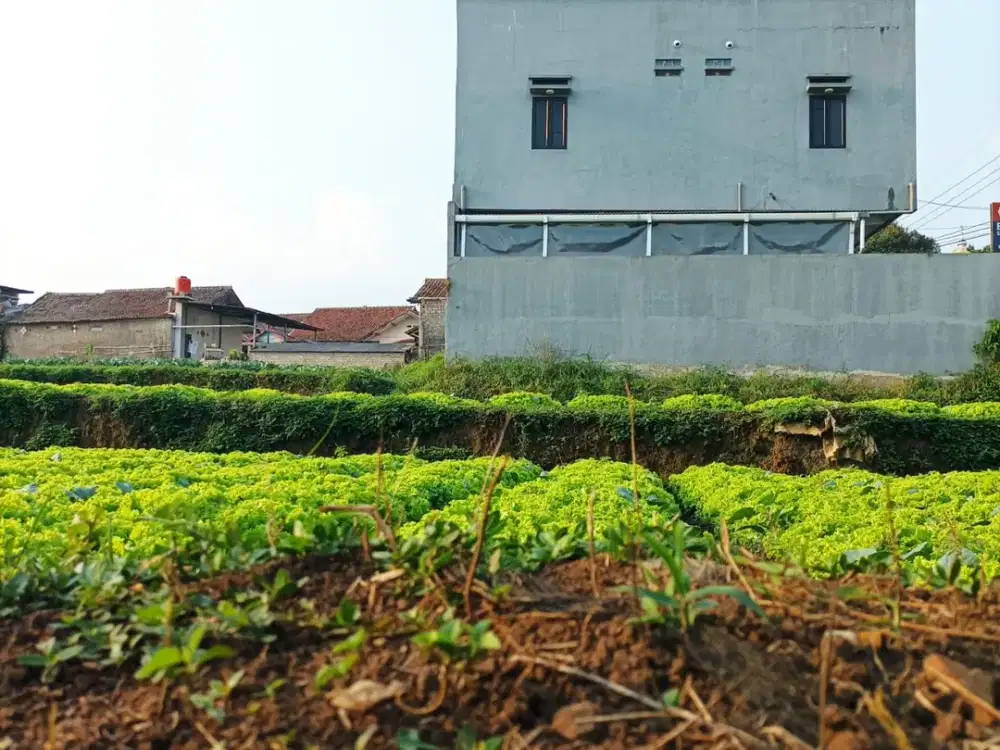 Dijual Tanah murah di Cihanjuang