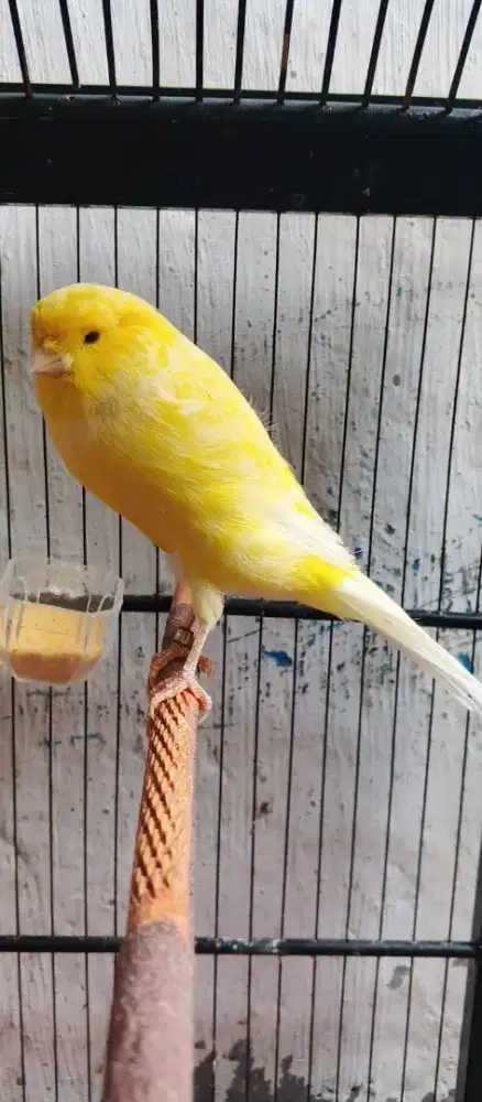 Kenari Yorkshire (YSL)