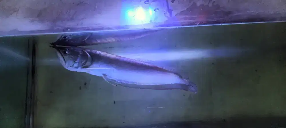 Jual Ikan Arwana Silver