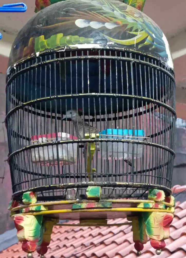 Burung perkutut + kandang