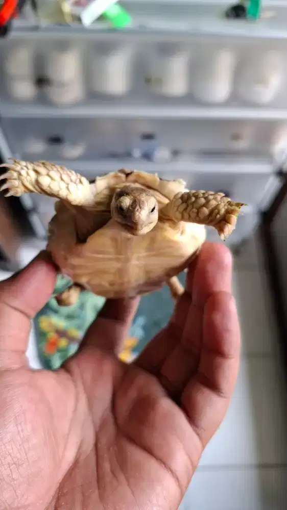 Sulcata remaja size 8cm up