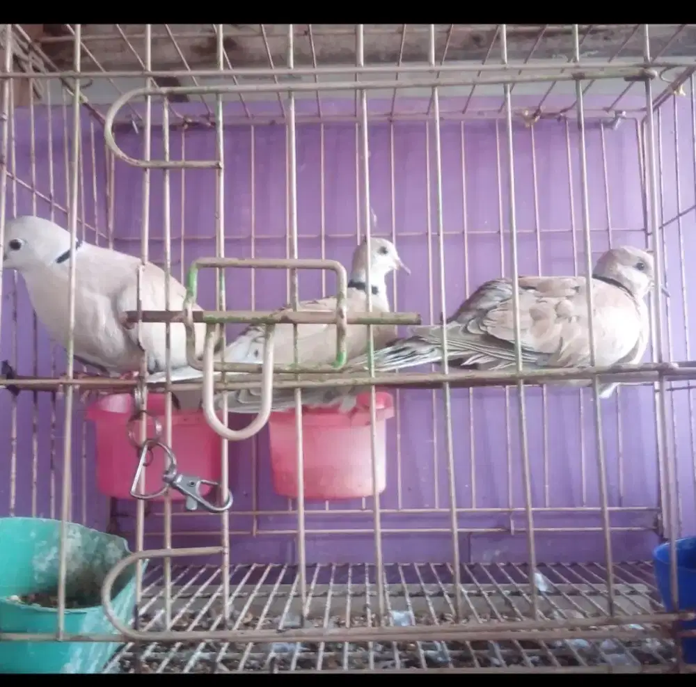 Burung puter 3 ekor