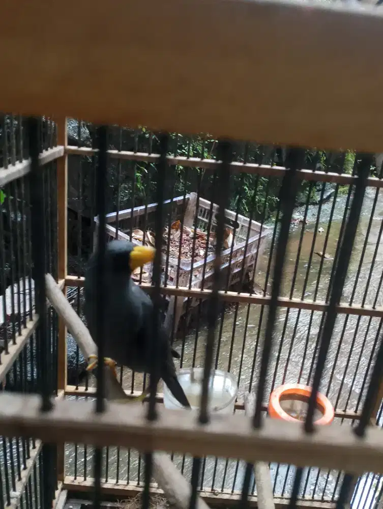 Jalak Rio Rio jantan